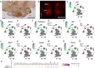 Cholecystokinin-expressing neurons of the ventromedial hypothalamic nucleus control energy homeostasis